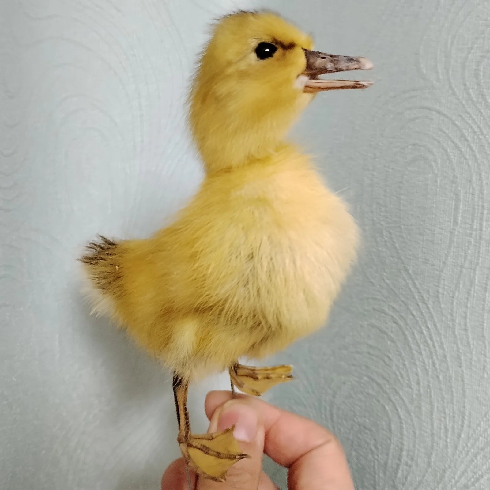 Eurasian Duck Taxidermy Stuffed Duckling Birds Specimen Animals Home Decor- Perfect for Collecting, Teaching Special Gifts