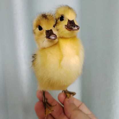 Eurasian Duck Taxidermy Stuffed Duckling Birds Specimen Animals Home Decor- Perfect for Collecting, Teaching Special Gifts