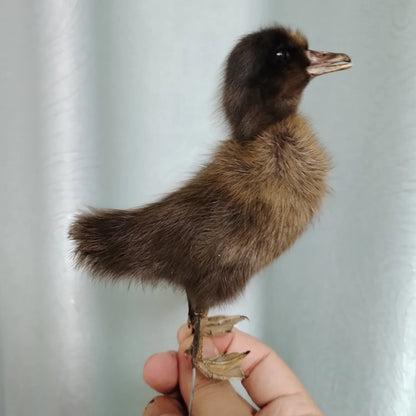 Eurasian Duck Taxidermy Stuffed Duckling Birds Specimen Animals Home Decor- Perfect for Collecting, Teaching Special Gifts