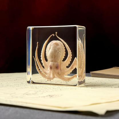 Taxidermy Octopus Insect in Resin, Real Octopus Specimens Animal Paperweights..