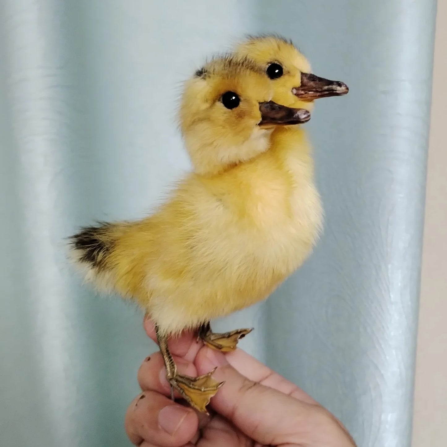 Eurasian Duck Taxidermy Stuffed Duckling Birds Specimen Animals Home Decor- Perfect for Collecting, Teaching Special Gifts