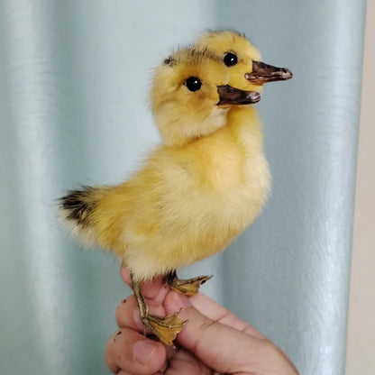 Eurasian Duck Taxidermy Stuffed Duckling Birds Specimen Animals Home Decor- Perfect for Collecting, Teaching Special Gifts