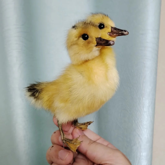 Eurasian Duck Taxidermy Stuffed Duckling Birds Specimen Animals Home Decor- Perfect for Collecting, Teaching Special Gifts