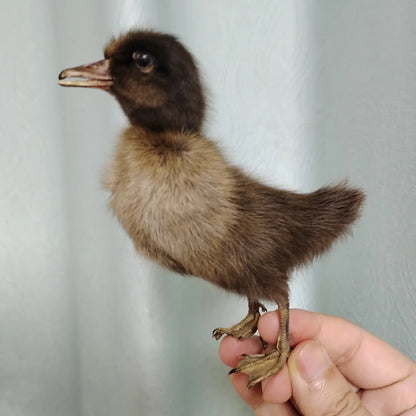 Eurasian Duck Taxidermy Stuffed Duckling Birds Specimen Animals Home Decor- Perfect for Collecting, Teaching Special Gifts