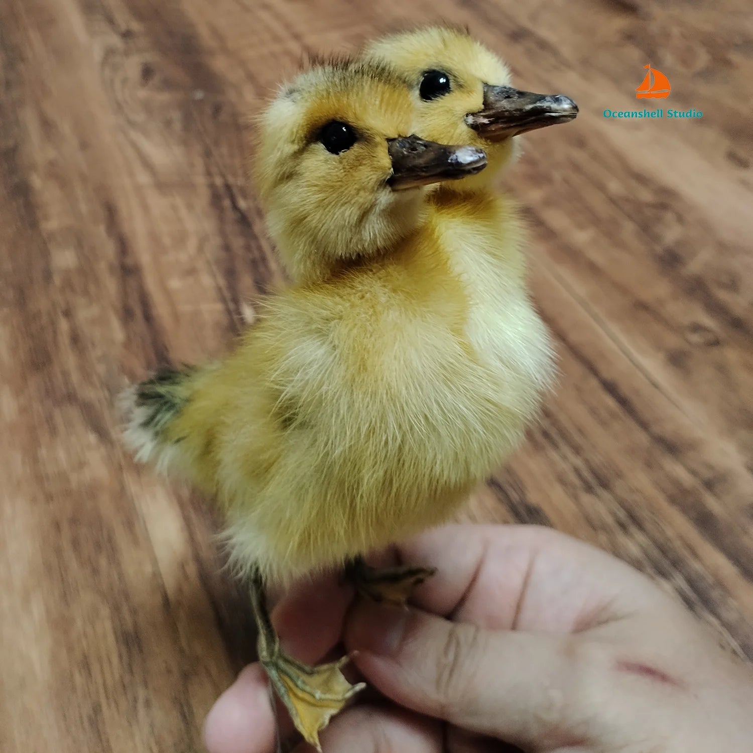 Eurasian Duck Taxidermy Stuffed Duckling Birds Specimen Animals Home Decor- Perfect for Collecting, Teaching Special Gifts