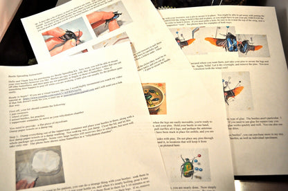 Beetle Mounting Kit for Beginners, with Real Beetles and Tools