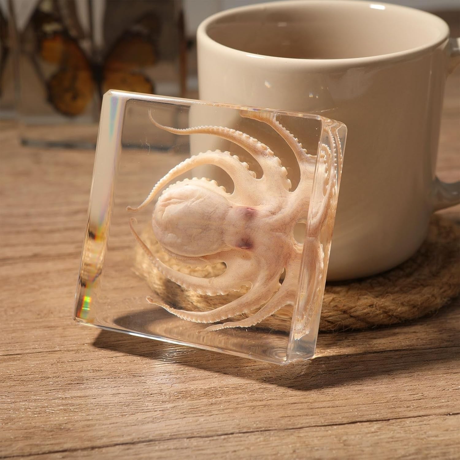 Taxidermy Octopus Insect in Resin, Real Octopus Specimens Animal Paperweights..
