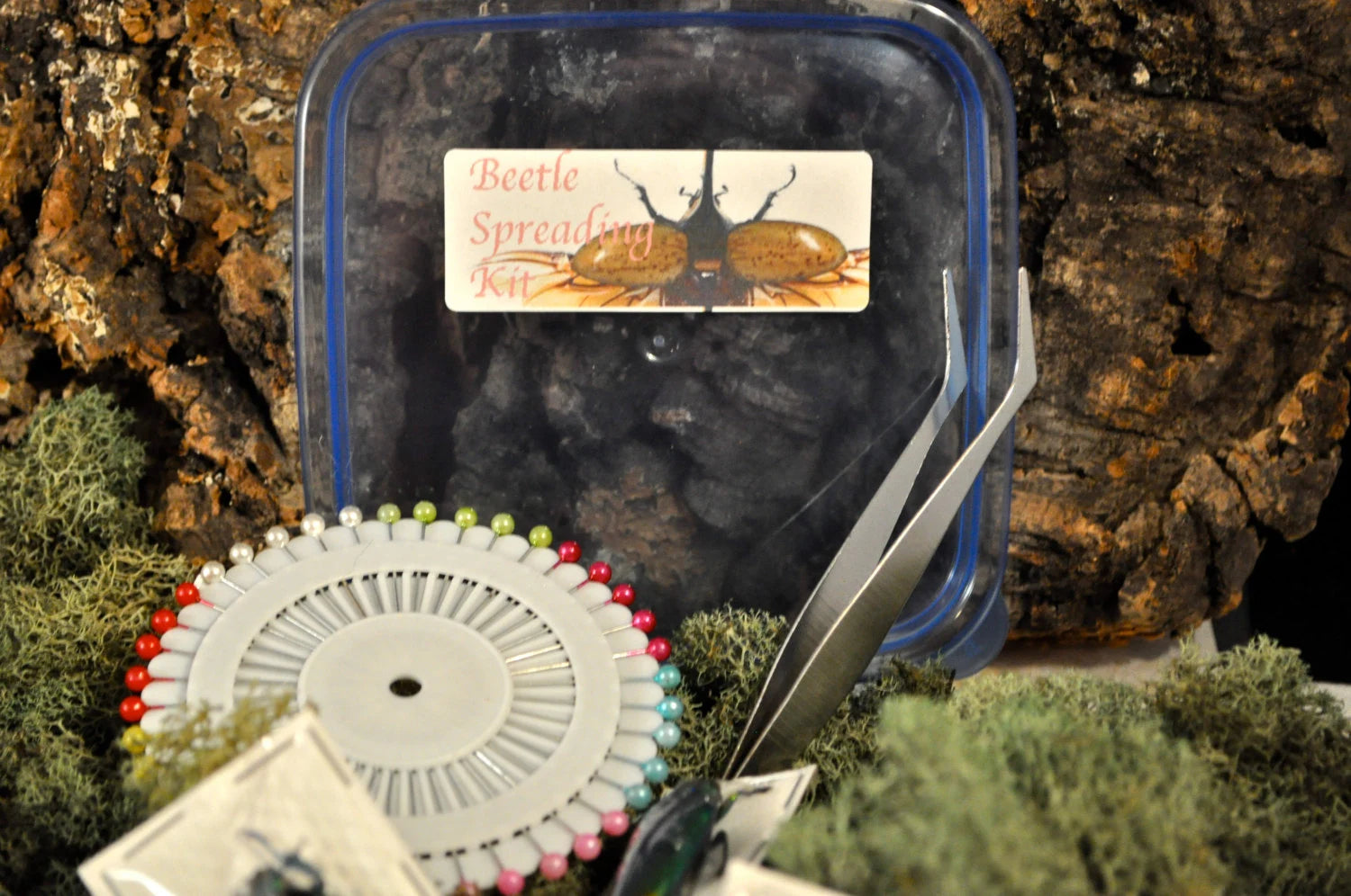 Beetle Mounting Kit for Beginners, with Real Beetles and Tools