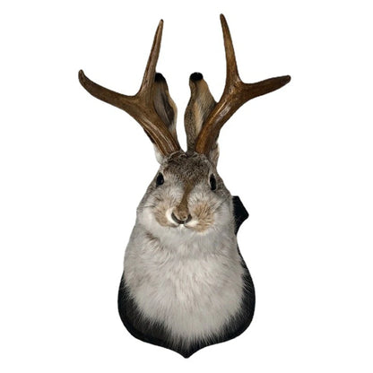 Indoor Bedroom Sculpture Bunny Head Antlers Wall Hanging Decoration Jackalope Decor Animal Wall Mount for Home Wall Decoration