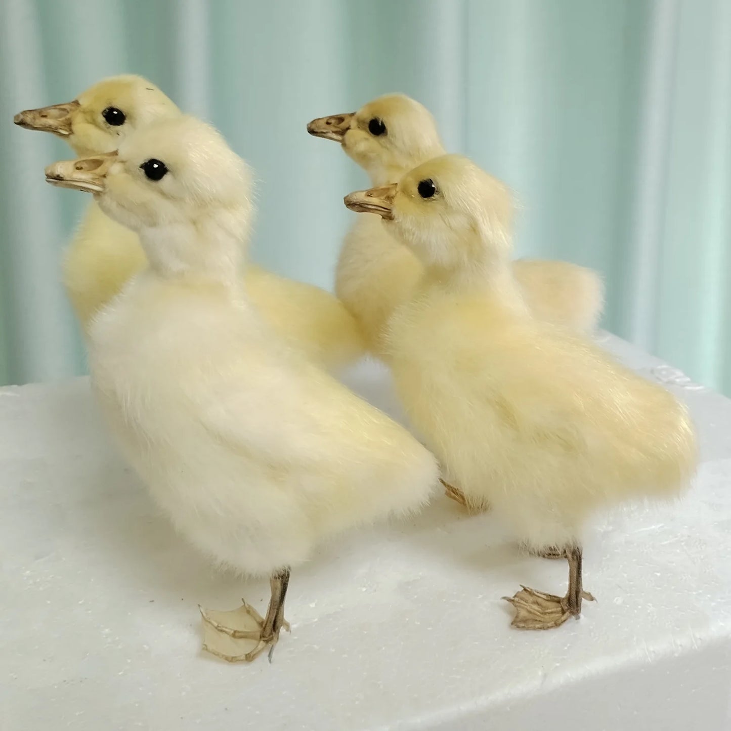 Eurasian Duck Taxidermy Stuffed Duckling Birds Specimen Animals Home Decor- Perfect for Collecting, Teaching Special Gifts