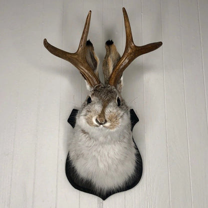 Indoor Bedroom Sculpture Bunny Head Antlers Wall Hanging Decoration Jackalope Decor Animal Wall Mount for Home Wall Decoration