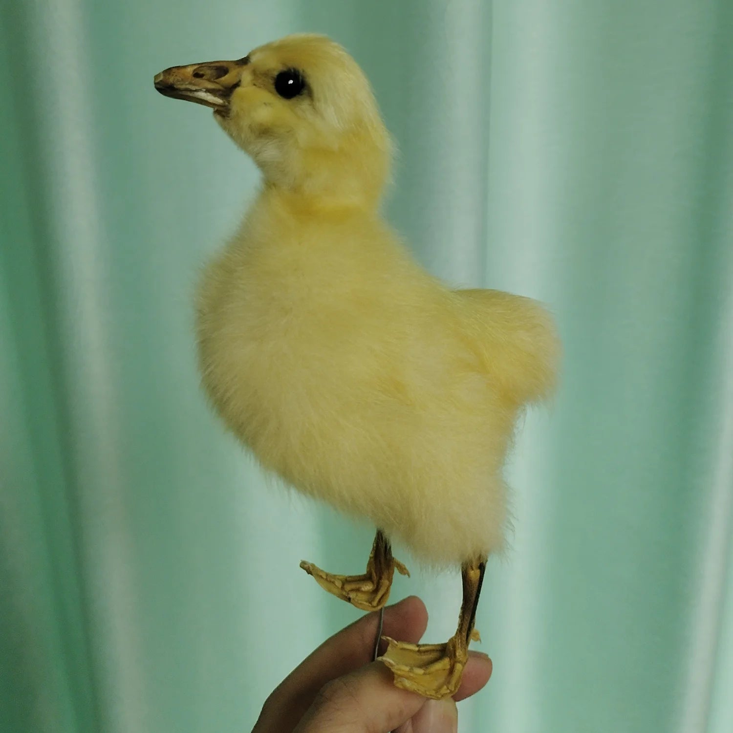 Eurasian Duck Taxidermy Stuffed Duckling Birds Specimen Animals Home Decor- Perfect for Collecting, Teaching Special Gifts