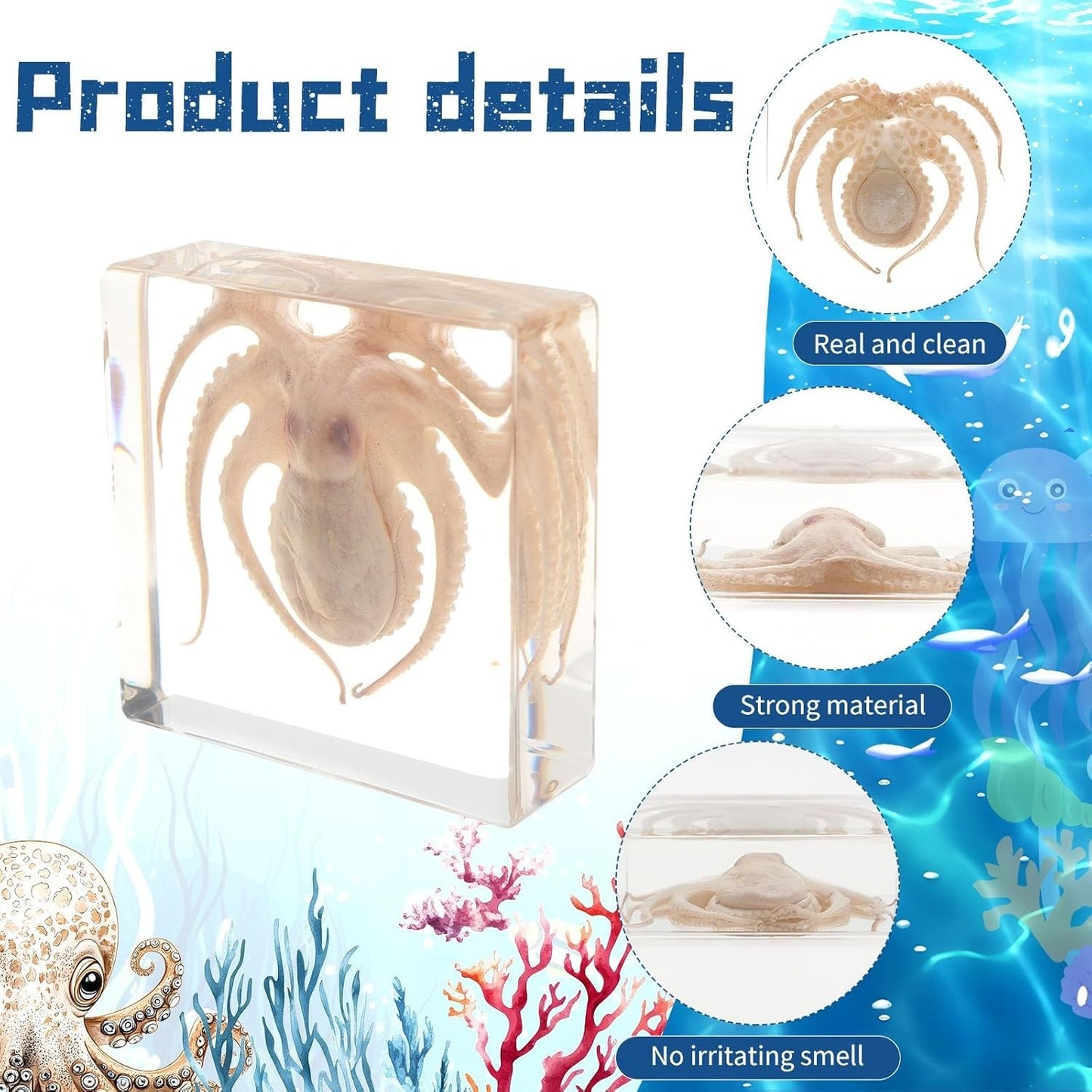 Taxidermy Octopus Insect in Resin, Real Octopus Specimens Animal Paperweights..