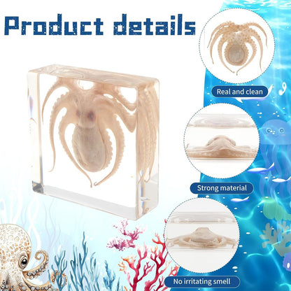Taxidermy Octopus Insect in Resin, Real Octopus Specimens Animal Paperweights..