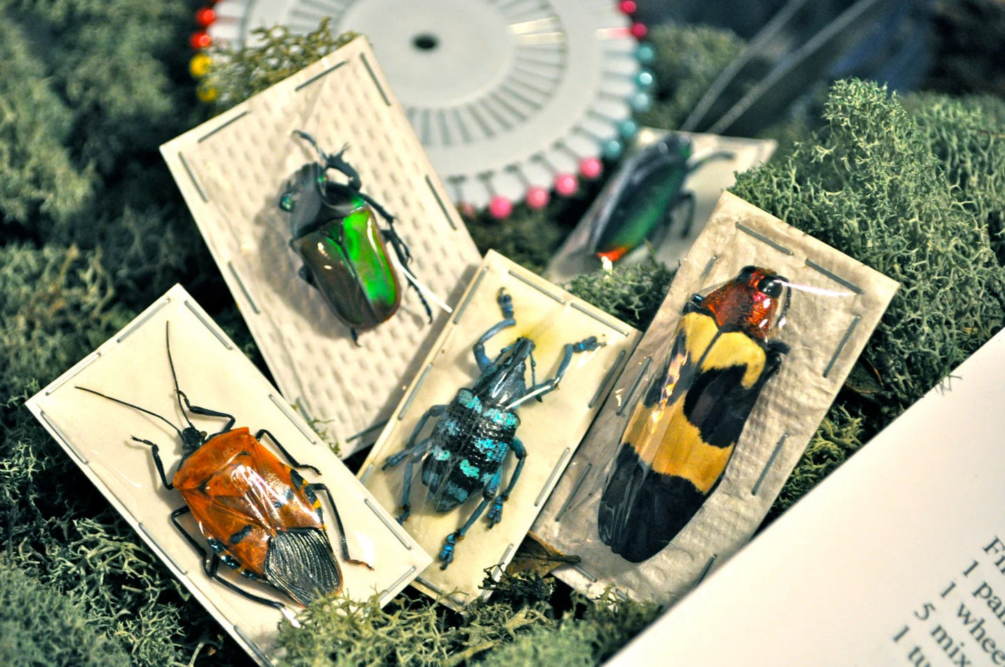 Beetle Mounting Kit for Beginners, with Real Beetles and Tools