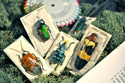 Beetle Mounting Kit for Beginners, with Real Beetles and Tools
