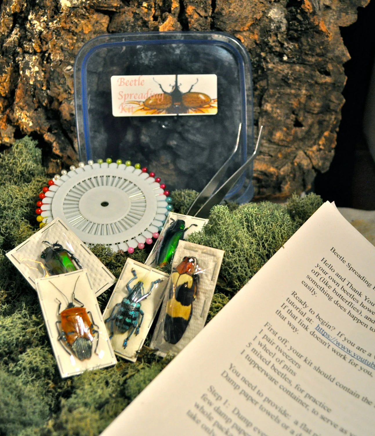 Beetle Mounting Kit for Beginners, with Real Beetles and Tools