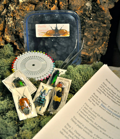 Beetle Mounting Kit for Beginners, with Real Beetles and Tools